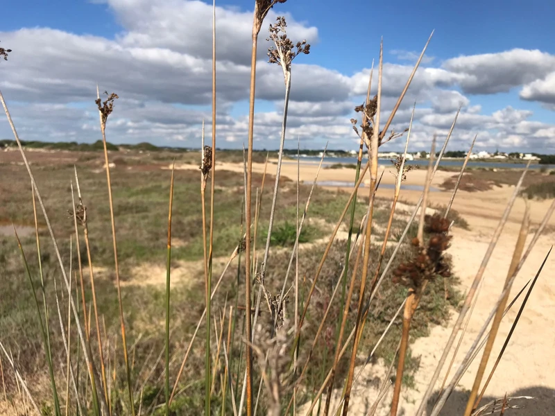 Salentissimo.it: La Strea - Porto Cesareo, spiagge del Salento