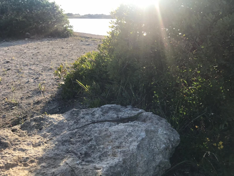 Salentissimo.it: Riserva Naturale Salina dei Monaci - Torre Colimena - Manduria, spiagge del Salento