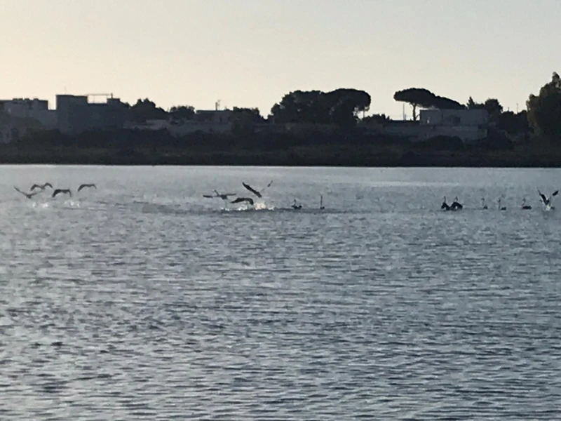 Salentissimo.it: Riserva Naturale Salina dei Monaci - Torre Colimena - Manduria, spiagge del Salento