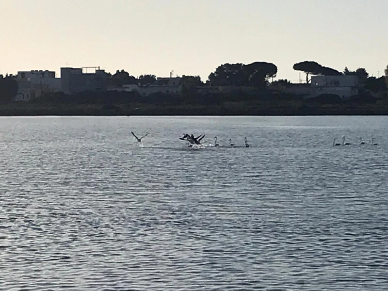Salentissimo.it: Riserva Naturale Salina dei Monaci - Torre Colimena - Manduria, spiagge del Salento