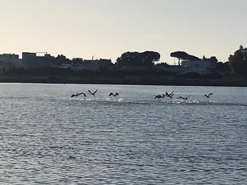 Salentissimo.it: Riserva Naturale Salina dei Monaci - Torre Colimena - Manduria, spiagge del Salento