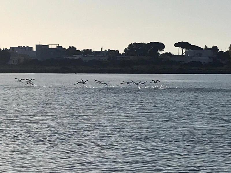 Salentissimo.it: Riserva Naturale Salina dei Monaci - Torre Colimena - Manduria, spiagge del Salento