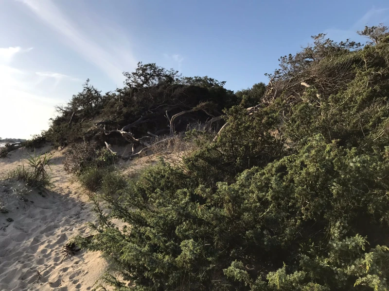 Salentissimo.it: Spiaggia libera delle Dune - Porto Cesareo, spiagge del Salento