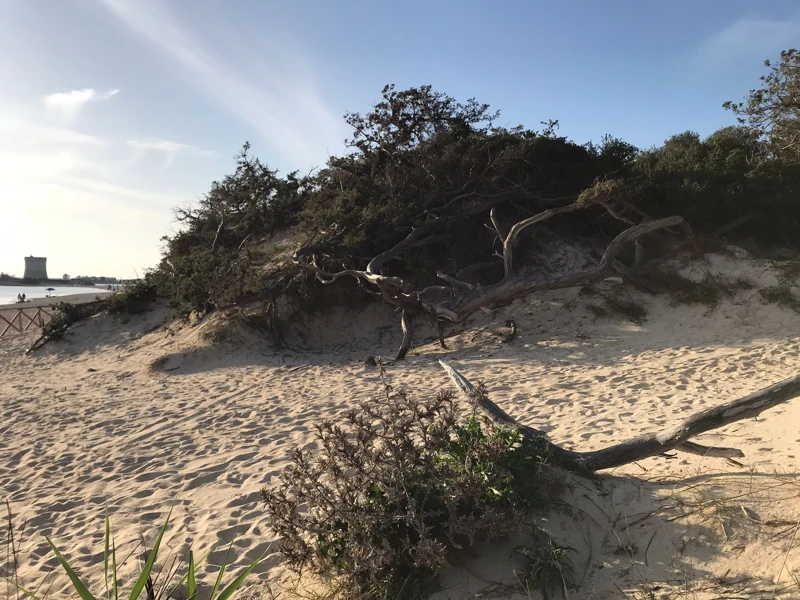 Salentissimo.it: Spiaggia libera delle Dune - Porto Cesareo, spiagge del Salento