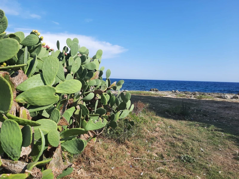 Salentissimo.it: Torre Colimena - Torre Colimena - Manduria, spiagge del Salento
